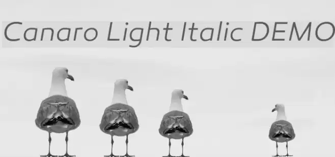 Canaro Light Italic DEMO Font examples