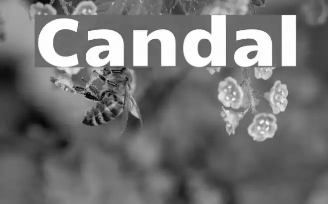 Candal Font examples