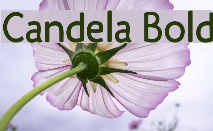 Candela Bold Font examples