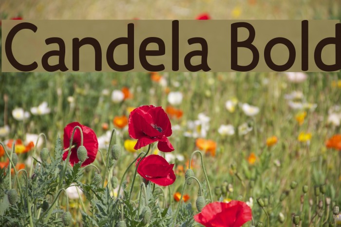 Candela Bold Font examples