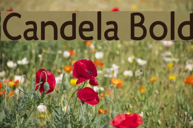 Candela Bold Example 2