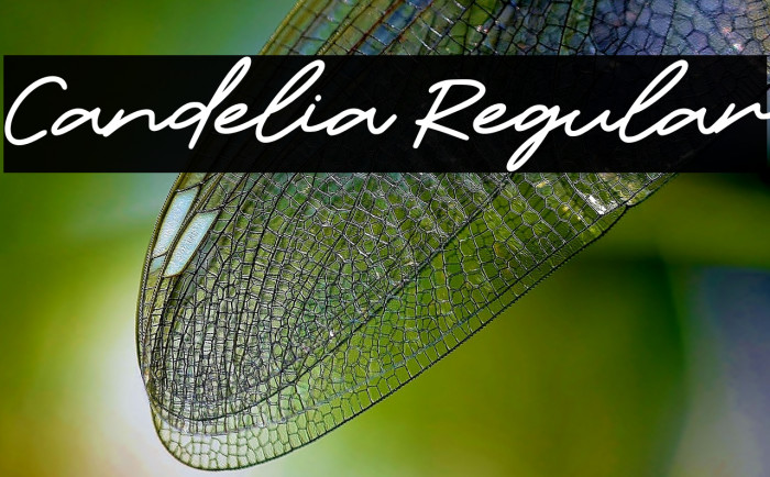 Candelia Regular Font examples