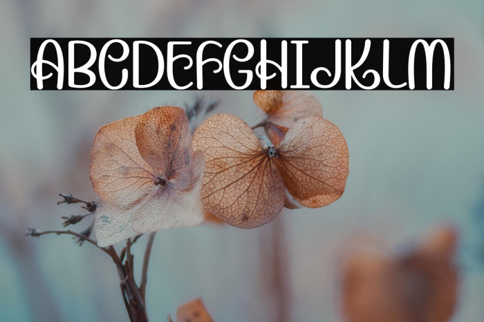 Candera-Regular Example 3