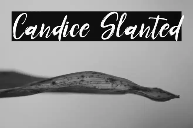 Candice Slanted Font examples