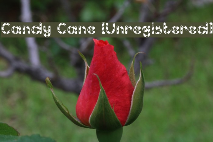 Candy Cane [Unregistered] Example 3