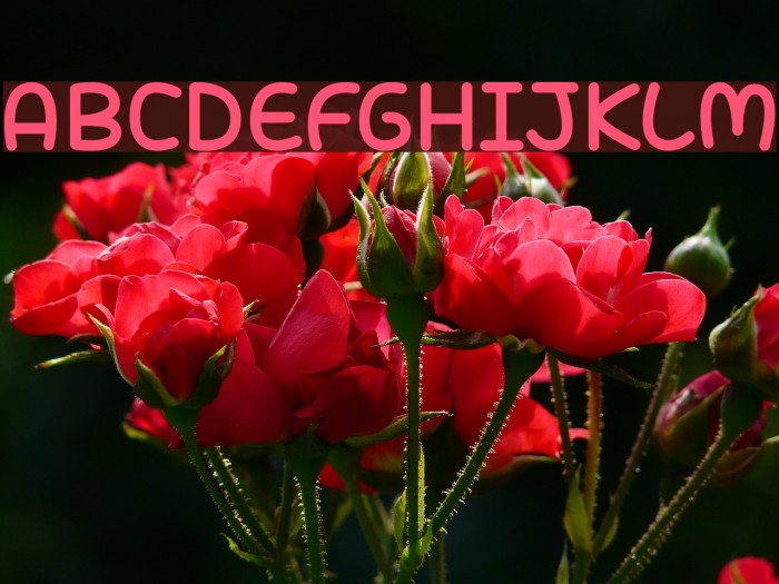 Candy Town Example 1