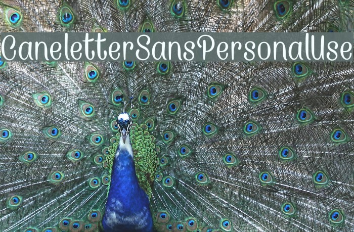 CaneletterSansPersonalUse Fuentes examples