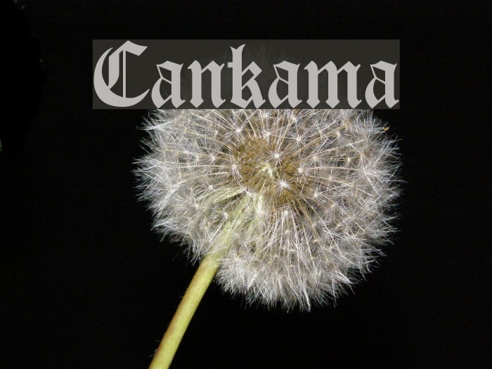 Cankama Font examples