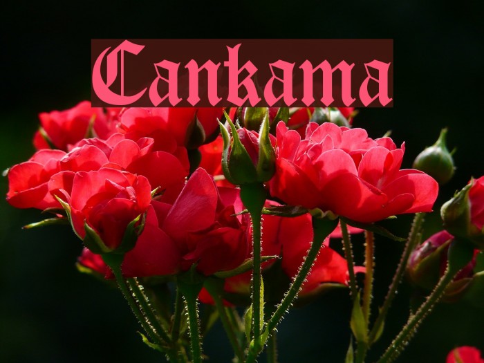 Cankama Font examples