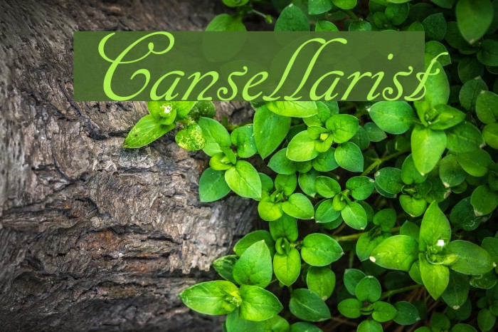 Cansellarist Font examples