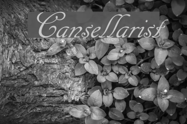 Cansellarist Font examples