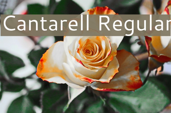 Cantarell Regular Font examples