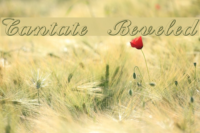 Xylo Script Font Free Download