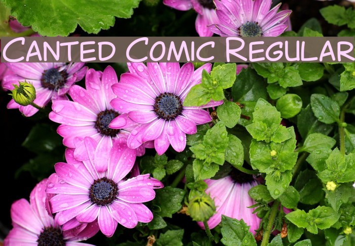 Canted Comic Regular Font examples