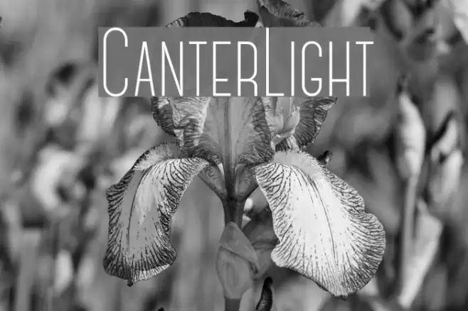 CanterLight Polices examples