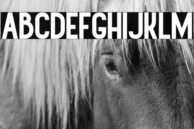 Canterpids-Sans Font examples