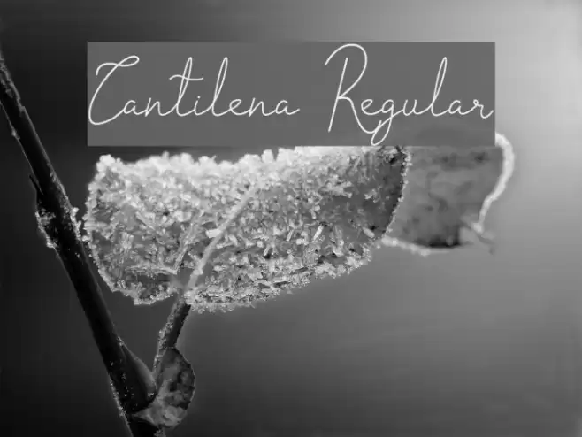 Cantilena Regular Font examples