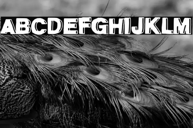 Cantina Parnaso Font examples