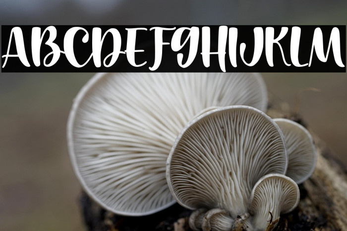 Cantiqu Solid Example 2