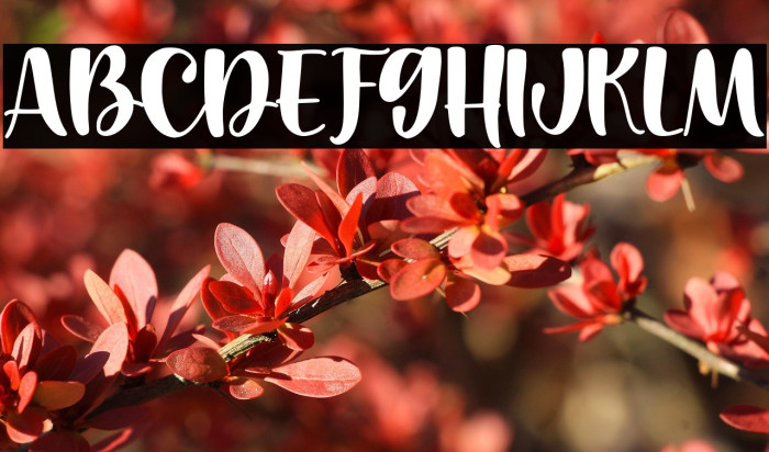 Cantiqu Solid Example 3