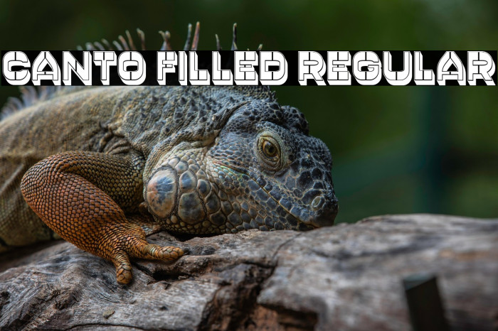 Canto Filled Regular Example 2