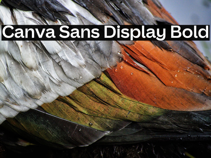 Canva Sans Display Bold Example 2