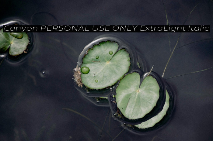 Canyon PERSONAL USE ONLY ExtraLight Italic Example 2