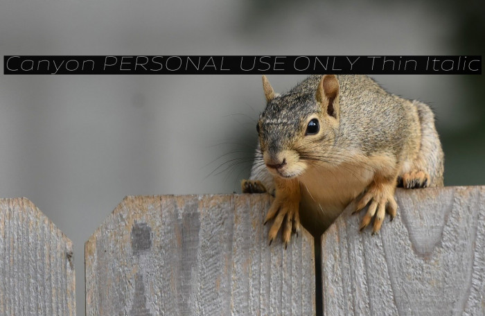 Canyon PERSONAL USE ONLY Thin Italic Example 1