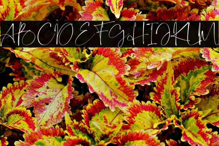 Capaldi-Regular Example 1