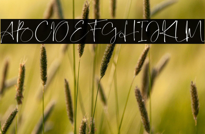 Capaldi-Regular Example 2