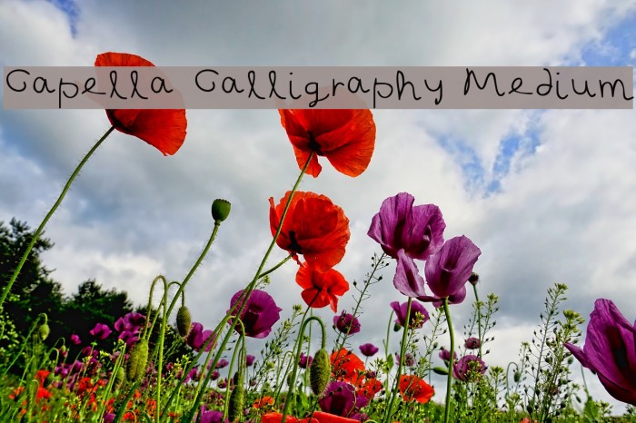 Capella Calligraphy Medium Font examples