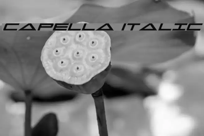 Capella Italic Font examples