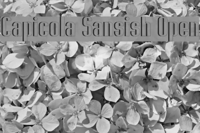 Capicola Sansish Open Font examples