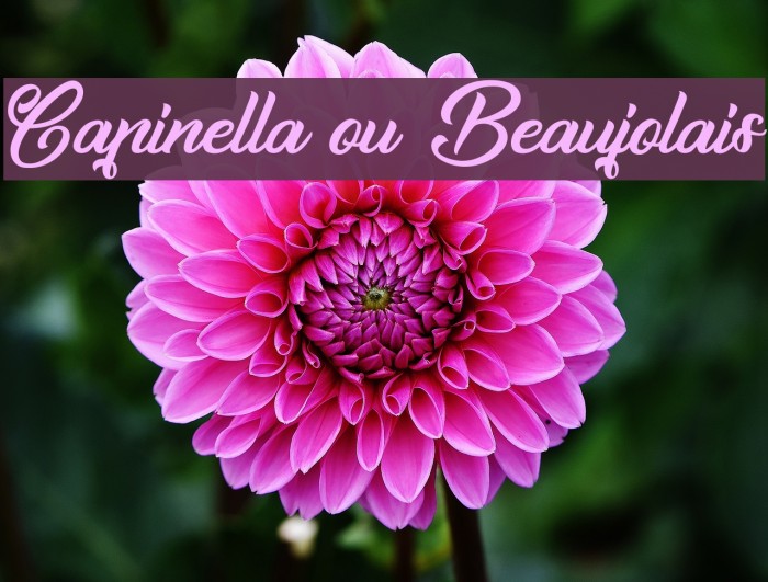 Capinella ou Beaujolais Font examples