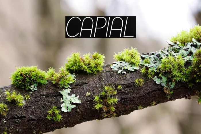 Capital Example 3