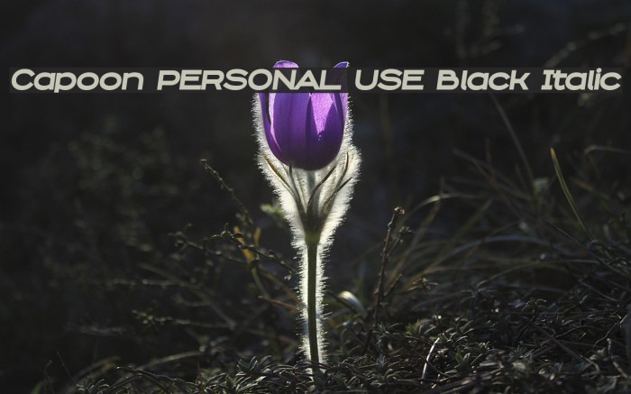 Capoon PERSONAL USE Black Italic Example 3