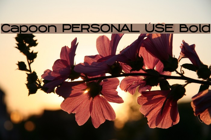 Capoon PERSONAL USE Bold Example 2