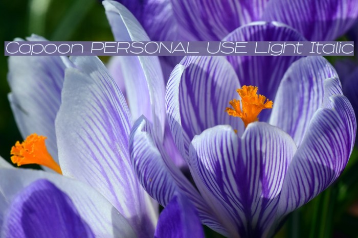 Capoon PERSONAL USE Light Italic Font examples
