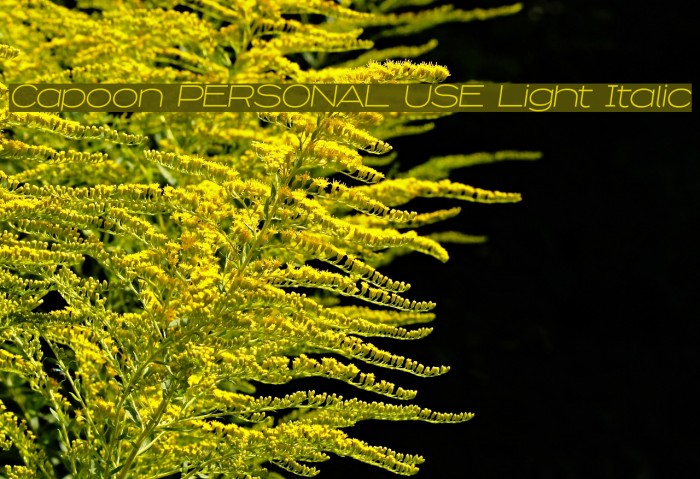 Capoon PERSONAL USE Light Italic Font examples