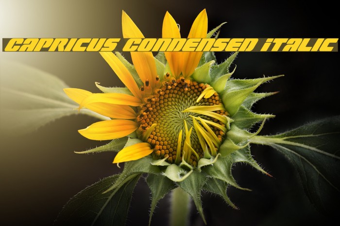 Capricus Condensed Italic Example 1