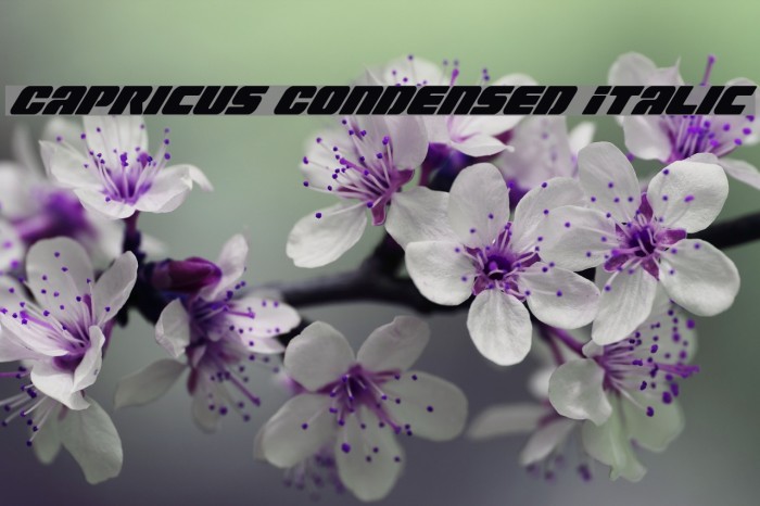Capricus Condensed Italic Example 2