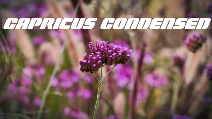 Capricus Condensed Font examples