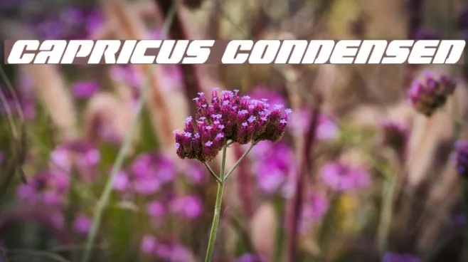 Capricus Condensed Example 1