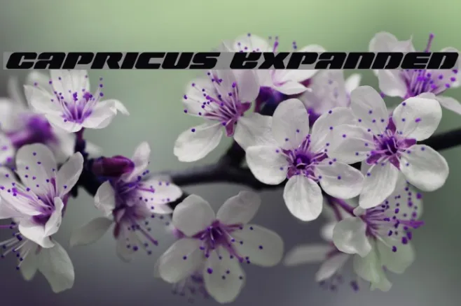 Capricus Expanded Example 2
