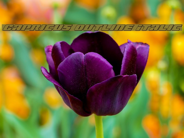 Capricus Outline Italic Font examples
