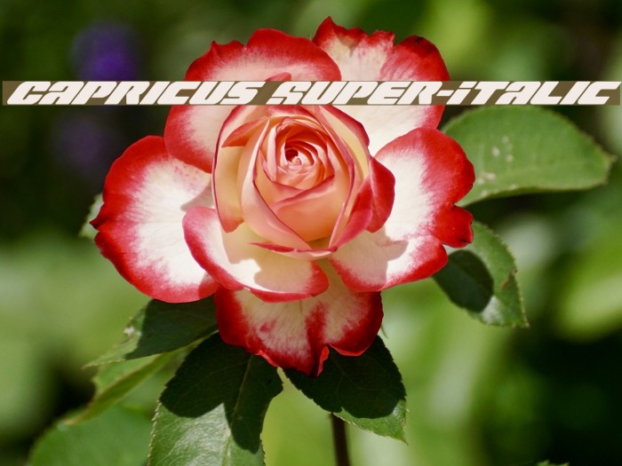 Capricus Super-Italic Font examples