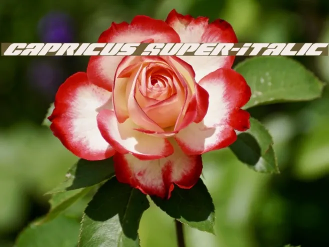 Capricus Super-Italic Example 2