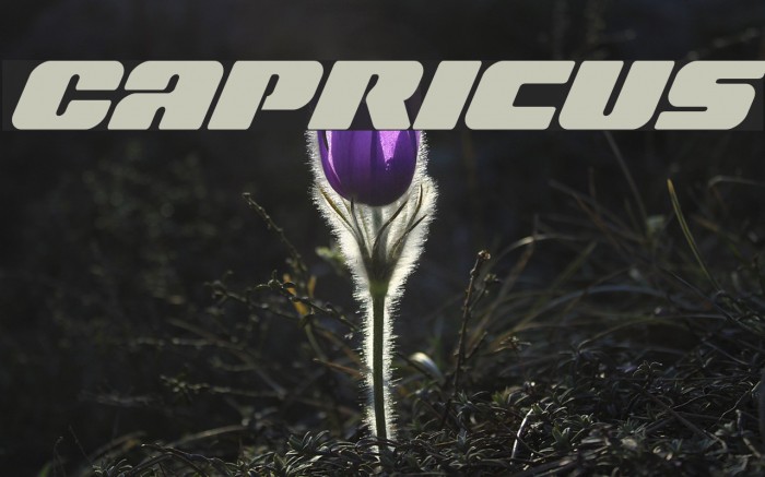 Capricus Font examples