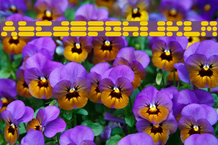 Capsule3 Font examples