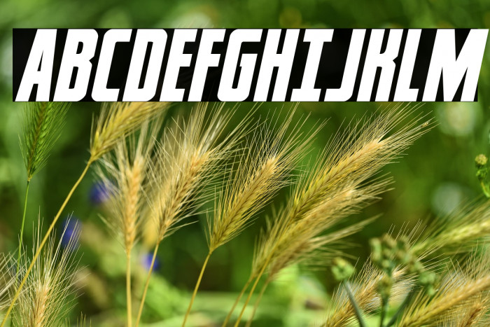 Captain Canaveral Italic Example 1